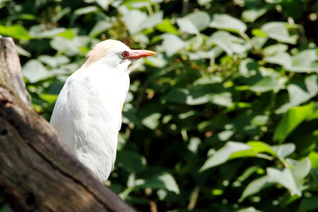 Why Nature Reserves Are Not Zoos: Travel with Awareness
