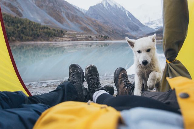 How to Travel Sustainably With Pets?